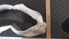 20   Wide  Shark Mouth  Jaw   top   Bottom T  th   taxidermy