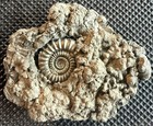 Crucilobiceras Densinodulum Pyritized Ammonite Fossil In Matrix     Dorset  Uk