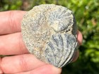 Texas Fossil Bivalves Lopha Cretaceous Age Oyster Shell Collection