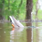 Mojo Dabbler Motorized Feeding-action Mallard Duck Hunting Motion Decoy - Hw2554