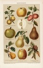 Pome And Stone Fruit  2 Antique Chromo Lithographs 1898
