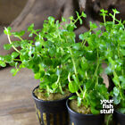 Rotala  green   Live Aquarium Plants   buy One Get One 50  Off 
