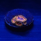 Burning Embers Zoa Wysiwyg Zoanthid  Live Coral Frag Reef Tank