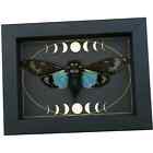 Real Blue Cicada Gothic Moon Phases Tosena Splendida Framed Insect Taxidermy Dis