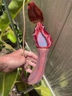 Nepenthes Brutus  Athena  unofficial Cultivar  X   Seed Pod Unharvested Fresh