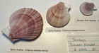 Alaska Scallop Collection  2 Species  3 Shells  Collected In Southeast Alaska