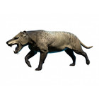 Mammal Fossils Hyaenodon Horridus Oligocene Sd Jaw Tooth Fossil Rare