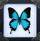 Real Blue Emperor Butterfly Frame Gothic Wall Art Home Decor Unique Gift For Mom
