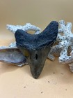 3 8    Megalodon Tooth From A 38    Prehistoric Shark  Great Size