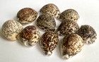 Vintage Sea Snail Shells Cowrie Tigris Cypraea Tiger Aquarium Home Decor Lot
