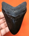 Megalodon Shark Tooth - Shark Teeth Real Fossil -3 72     No Restorations
