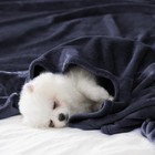 Fleece Throw Blanket For Couch Sofa Or Bed Throw Size Soft Fuzzy Plush Blanke   