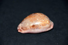  Specimen Leporicypraea Mappa  - Pink Base Form -  63 6 Mm - West Indian Ocean
