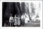 C1950s Giant Sequoia Redwood California Snapshot Photo Tourist Tree Trunk 5  Vtg