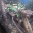 Land Hermit Crabs Supplement   2x3 Bags Approx 1 To 2 Ounces Per Bag 