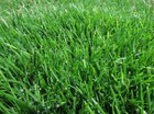      10 000 Emerald Zoysia Grass Seeds     Premium Lawn Turf Drought   Heat Tolerant