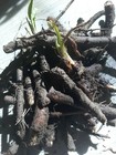 Live Freash Organic Comfrey Roots For Planting 15pcs Roots
