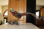 Chinese Golden Pheasant Rooster Taxidermy Log Cabin Decor Mount Mancave Bird