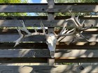 Crazy Whitetail Deer Antlers On Fake Skull