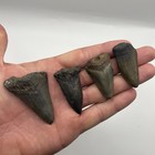 Megalodon Shark Tooth Lot Authentic Shark Teeth Fossils South Carolina