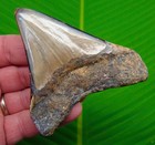 3 72     Megalodon Shark Tooth  Real Fossil Xl Big Megladone Jaw - No Restorations