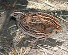 Game Bird Starter Feed Crumbles 30  Protein Quail Pheasants Turkey Guinea Fowl