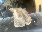 Reptile Fossil    Claw Of T-rex   And Display Stand Natural Calcite   Limestone