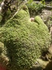 Live Florida Tropical Pillow Moss   Bulk Moss 10 Square Feet