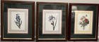 Set Of 3 Framed Prints Originally By The Belgian Artist Pierre-joseph Redout  