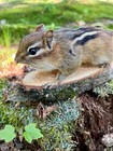 Chipmunk Taxidermy  Eastern Chipmunk Mount  Squirrel Taxidermy  Wildlife  Gift 
