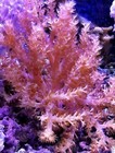 2-3    Frag Live Purple Kenya Tree Coral Reef Tank Beginner Soft Coral