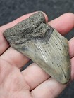 2 7 8   Authentic Prehistoric Megalodon  Fossil Shark Tooth Teeth Free Shipping 