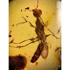 Wasp In Burmese   Burmite Amber Fossil   100  Genuine Amber 