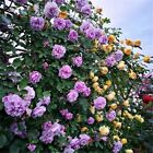 25 Climbing Rose Seeds Garden Plant Flower Rare Exotic Usa Seller Free Shipping