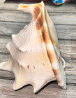 Vintage Leviton Conch Sea Shell Lamp 10 In  Tall Tested Works Mcm Cottagecore