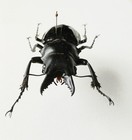 Odontolabis Bellicosa Black Male Minor Stag Beetle Set X1  a1  Entomology Dh01