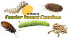 Best Live Feeder Insects Superworms Mealworms Waxworms Hornworms Dubia Roaches