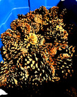 All Natural Pine Cones