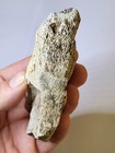 Triceratops Lower Jaw  Large Dinosaur Fossil In Display  Rare Hell Creek Ref2812