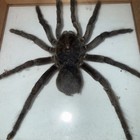 Real Tarantula  grammostola Pulchra  Taxidermy - Mounted  In Glass Frame