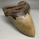 Great Shape nice Quality Serrated 4 76  Fossil Megalodon Shark Tooth - Usa