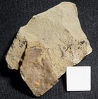 Rare Branched Cooksonia Silurian Oldest Know Vascular Land Plant Fossil  