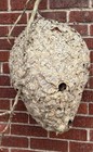Huge New Wavy Paper Wasp Nest Imbedded Chestnuts Tree Leaves Branched 3ft X 20    