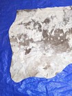 Tandy Leather New Cowhide Side Tan   White Leather 91  X 32  - Argentina 7 Feet 