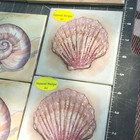 30 Paul Brent Mixed Vintage  Seashell Starfish Sea Life Decorative Ceramic Tiles