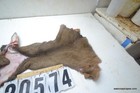 Whitetail Deer Cape 7 5x18x19x20   salted 