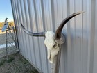 Longhorn Steer Skull 4 Feet 2 1 4 Inch Wide Horns Bull Horn Mounted Cow Head