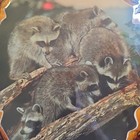 Vtg 11x13 raccoons On A Tree Wall Plaque Lightweight Clearcoat Shiny Handmade