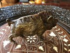 French Antique Bronze Boar Warthog Figurine Ear Repair 4 1 2  Long Nice Details