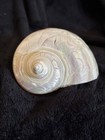 Large Vintage Mother Of Pearl Turbo Marmoratus Seashell Turban Shell